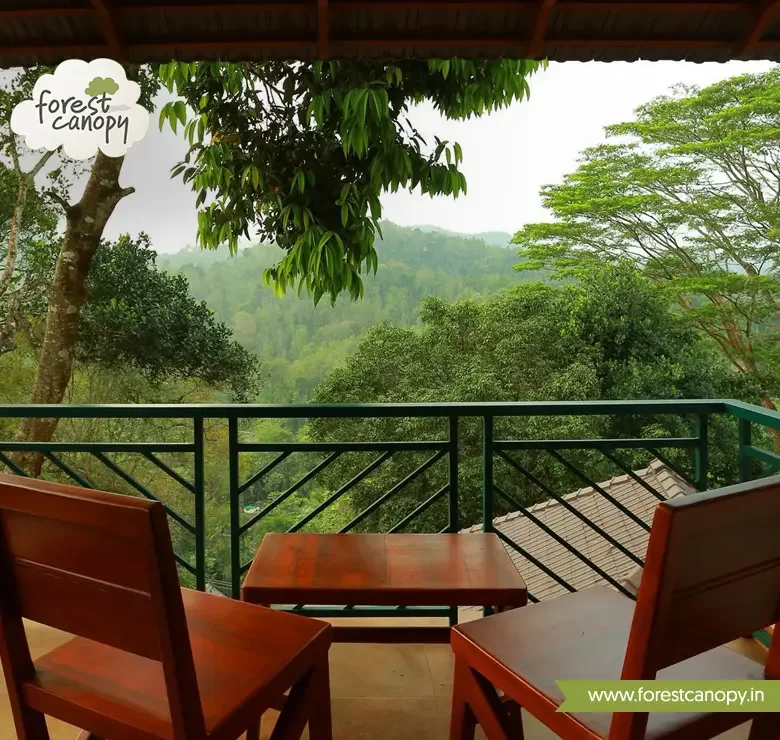forest view from resort room