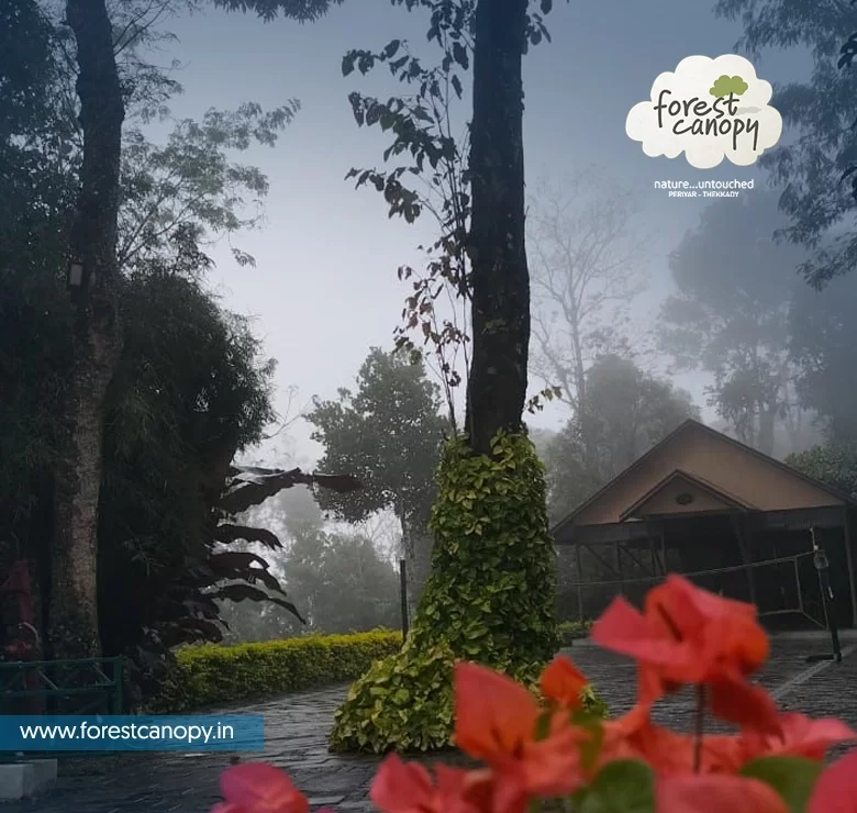 Forest Canopy resort, Thekkady