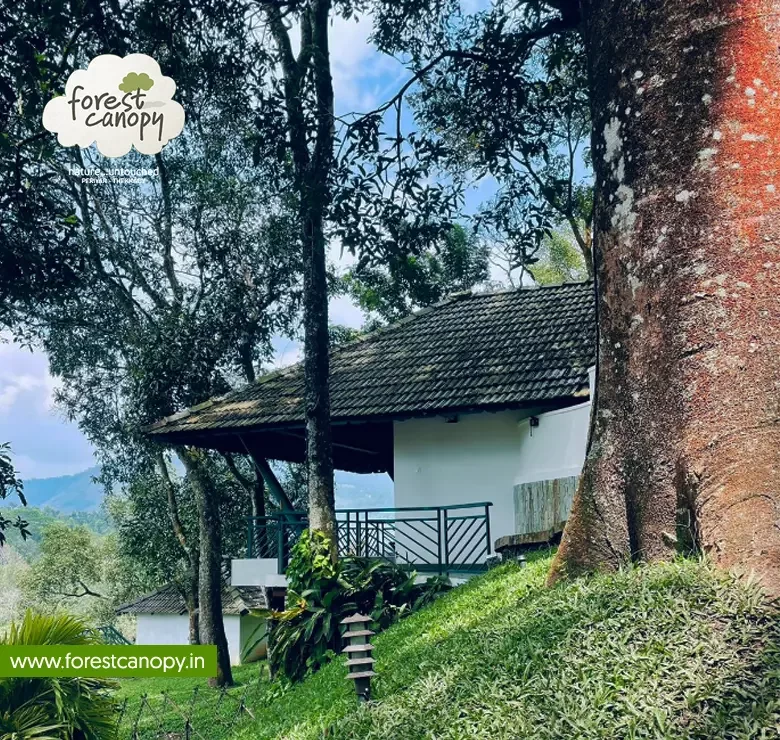 Forest Canopy resort, Thekkady