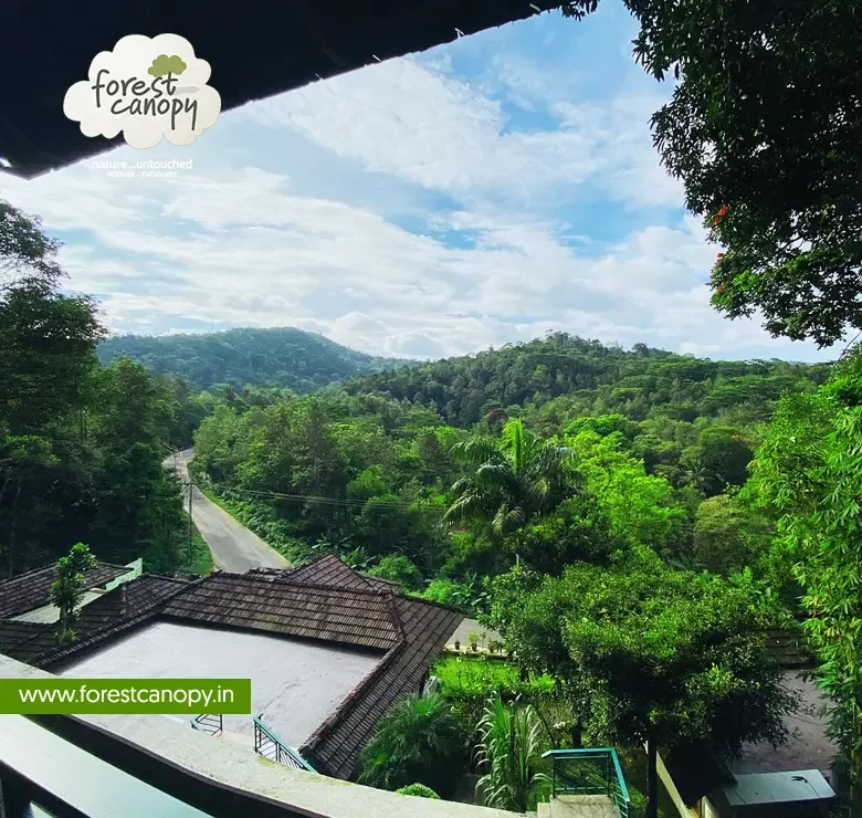 Forest Canopy resort, Thekkady