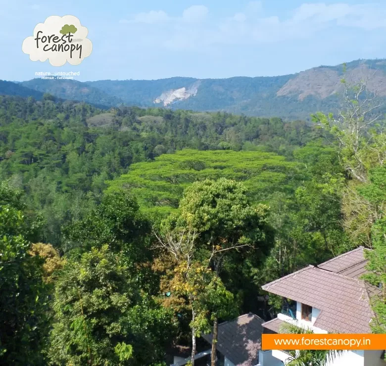 Forest Canopy resort, Thekkady