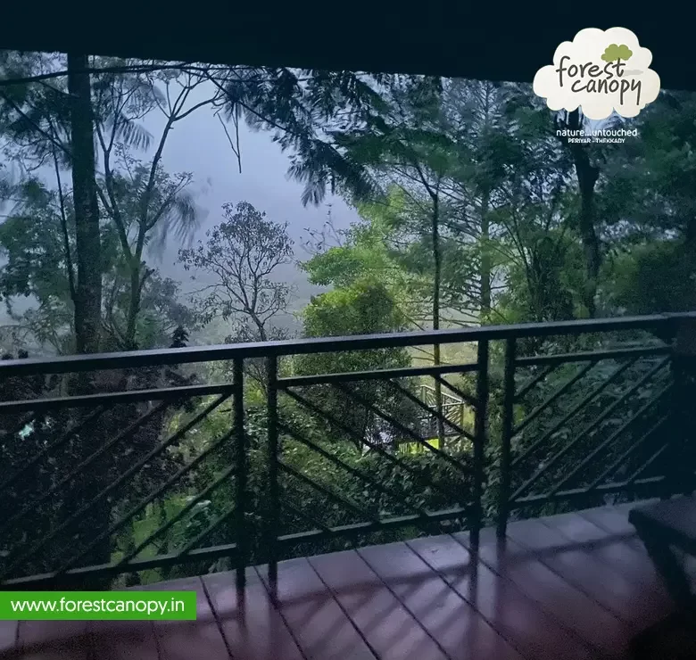 Forest Canopy resort, Thekkady