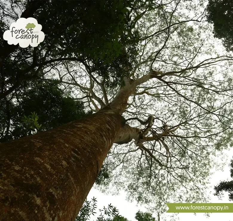 Forest Canopy resort, Thekkady