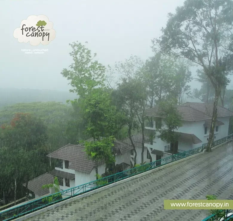 Forest Canopy resort, Thekkady