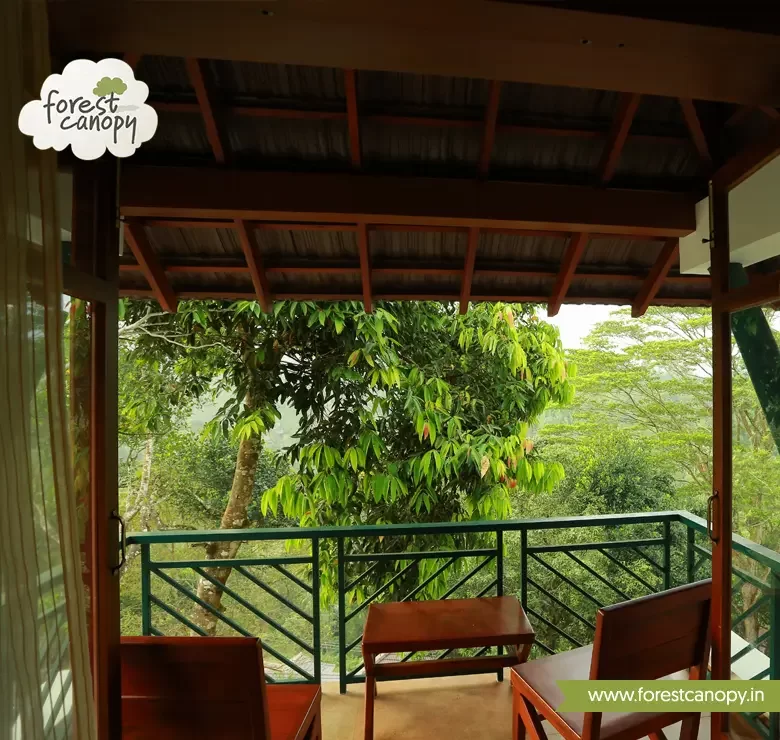 forest view from hotel room