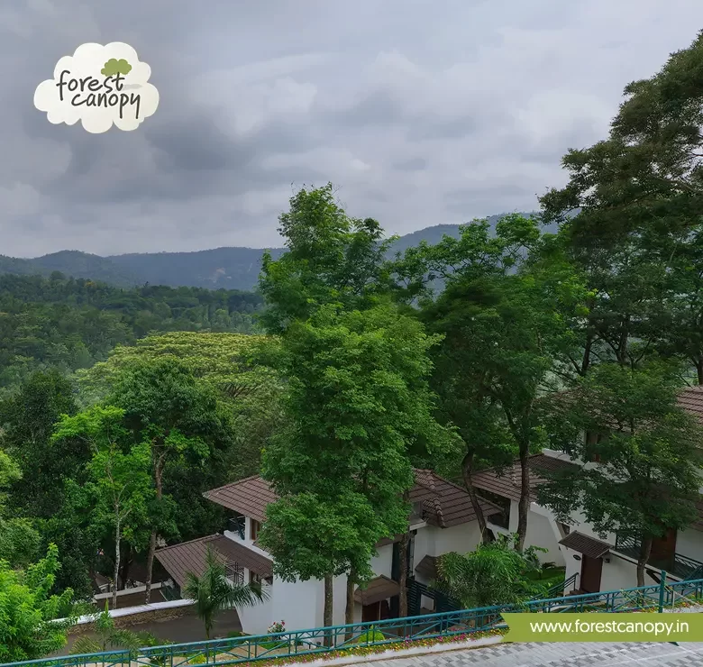 Forest Canopy resort, Thekkady
